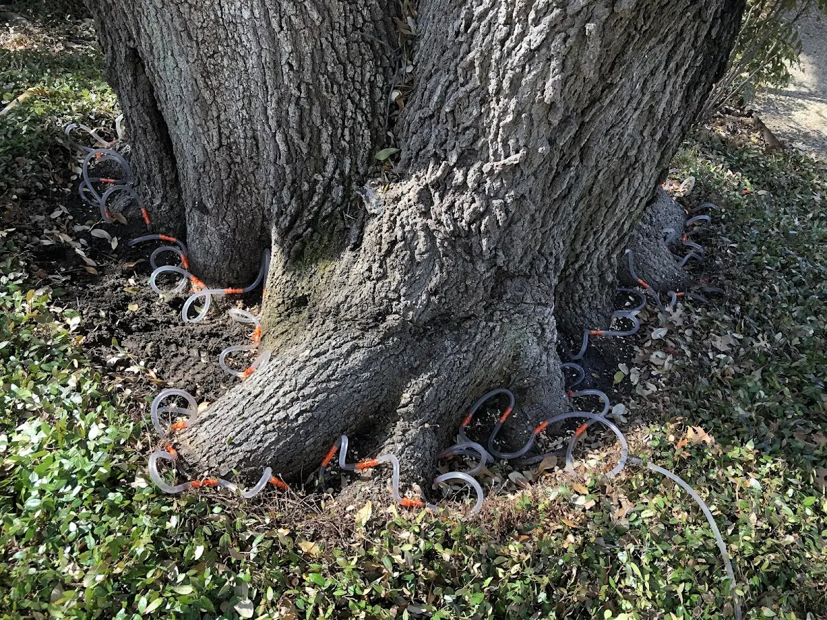 Detailed Tree Cabling and Bracing job site in Kaiser