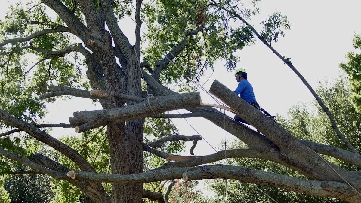 Professional Hazardous Tree Removal performed by certified arborists in Kaiser